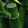 Green Bamboo and a Projector