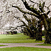 Cherry Blossoms