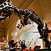 National Museum of Natural History