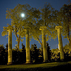 University of Washington Columns